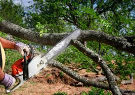 Why Choose Our Tree Removal Services in Salina, UT?